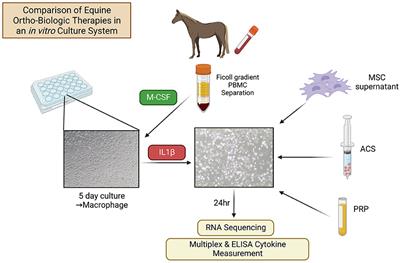 Distinct differences in immunological properties of equine orthobiologics revealed by functional and transcriptomic analysis using an activated macrophage readout system